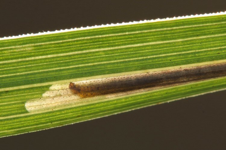 larva in mine