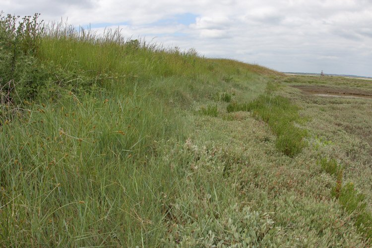 habitat