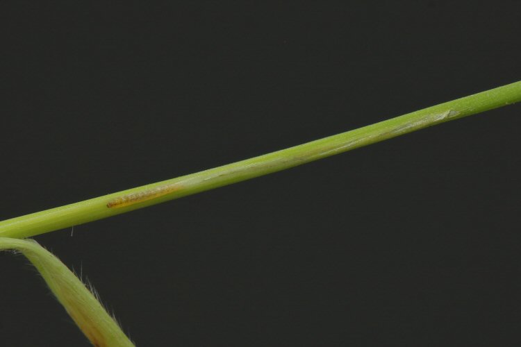 larva visible in mine