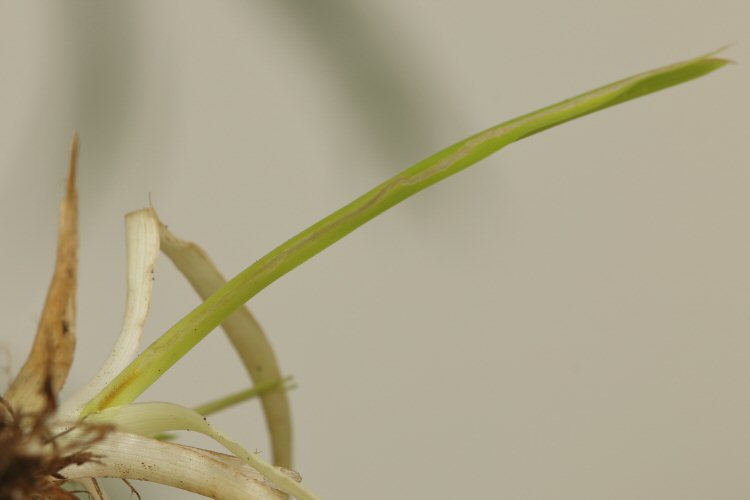 larva mining to base of leaf