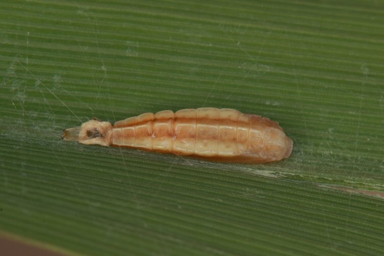 pupa