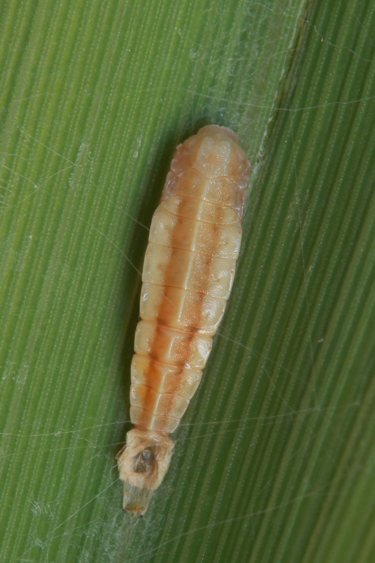 pupa
