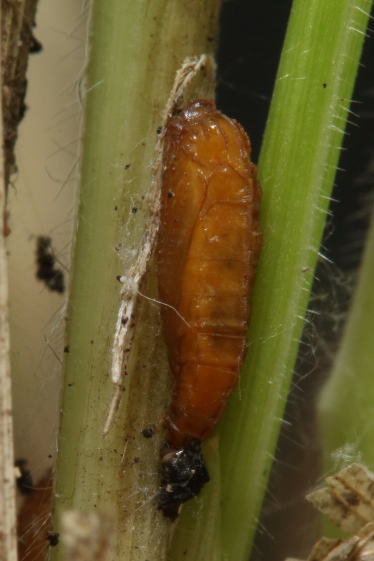 pupa