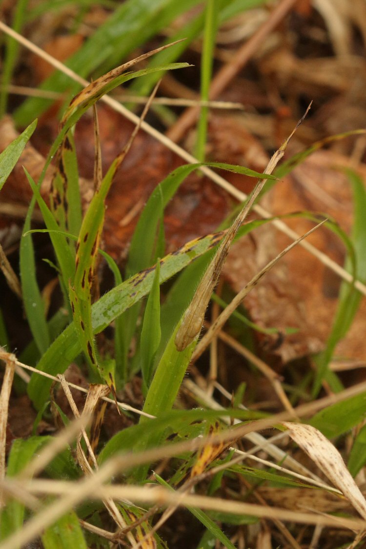 spring mine