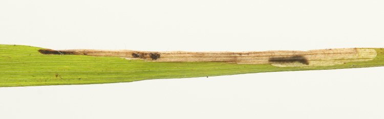larva in mine