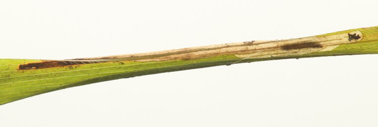 larva in mine