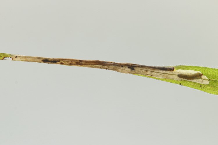 larva in mine