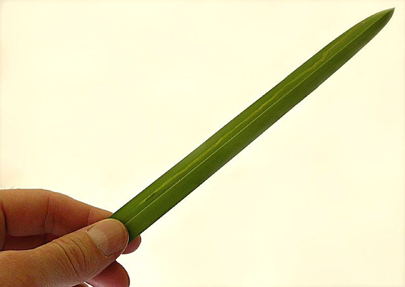 the fresh mine is a pale green colour