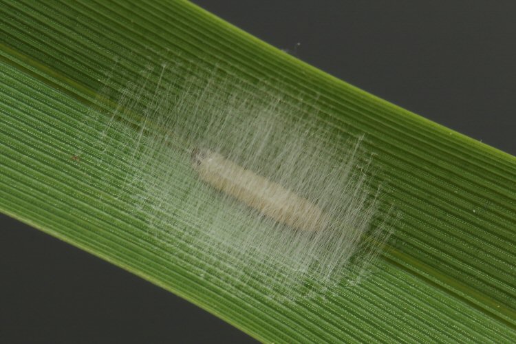 larva pupating