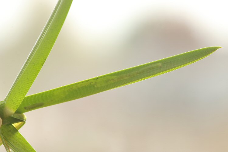 pale green mine