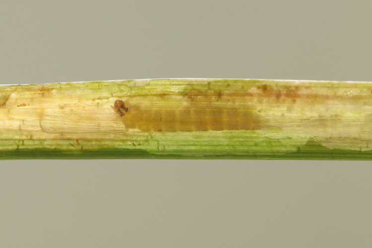 larva in mine