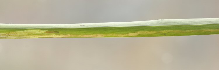 larva in mine