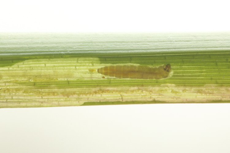 larva in mine
