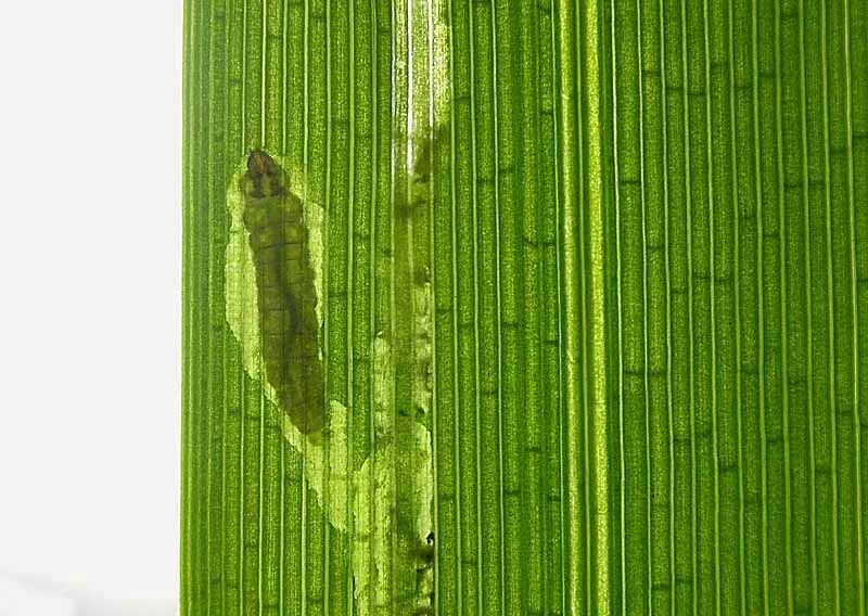 larva in mine
