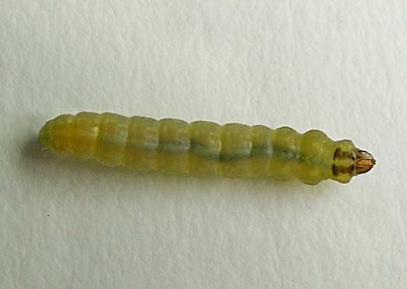 the larva