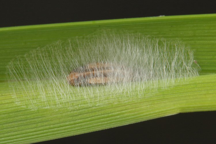 pupa formed