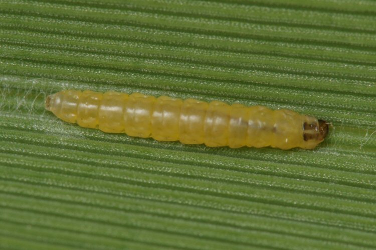 larva 