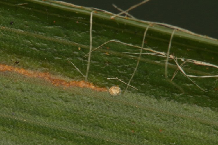 egg