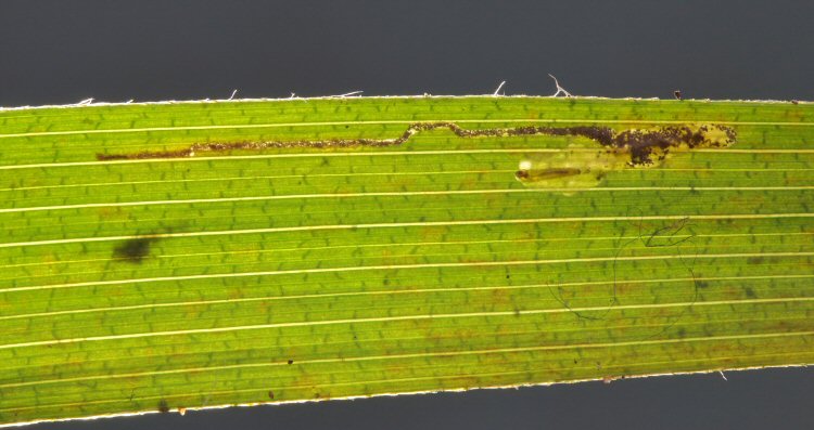 larva in mine