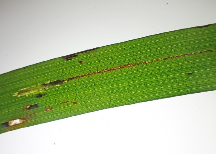 larva in mine