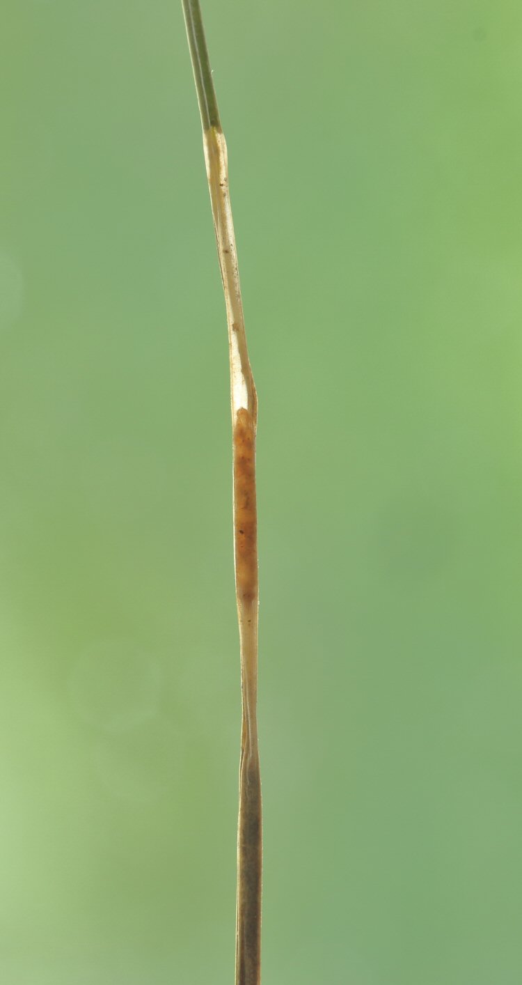 larva in mine