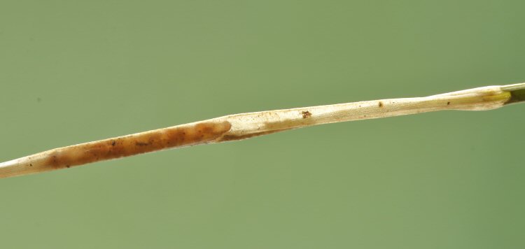 larva in mine