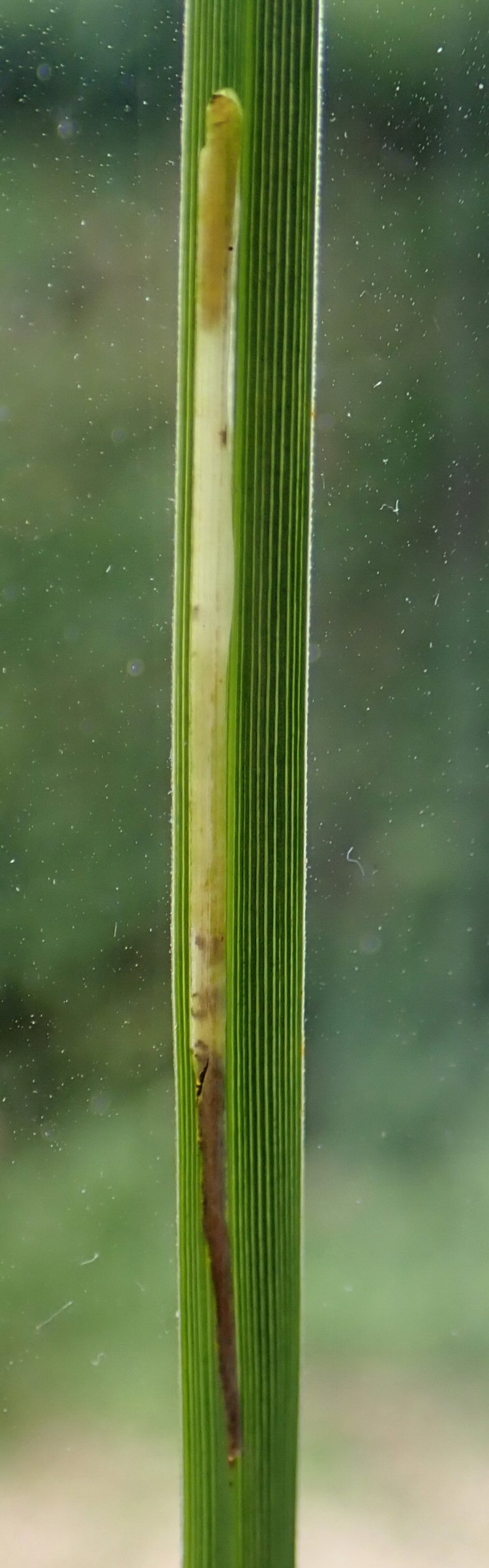 larva in mine
