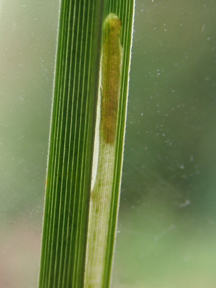larva in mine
