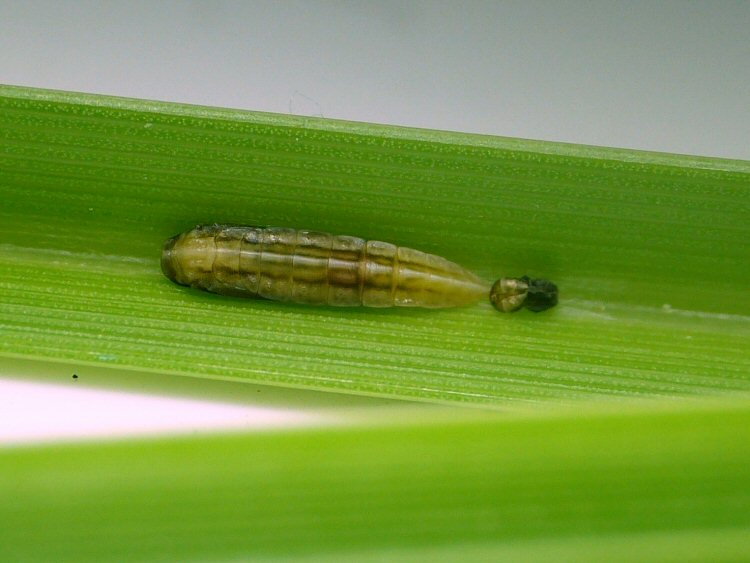 pupa