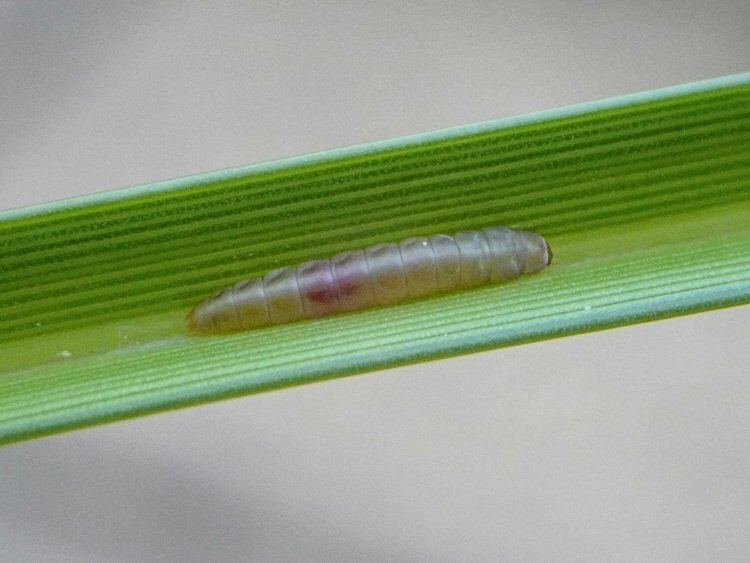 larva 