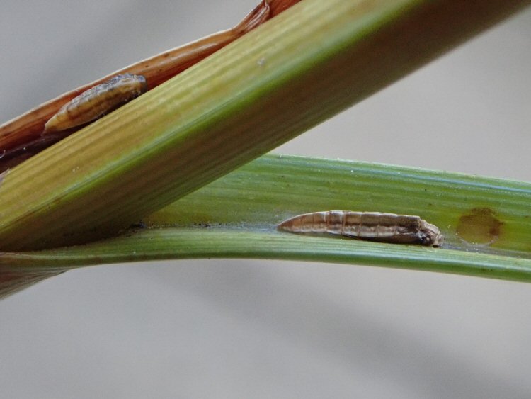 pupae