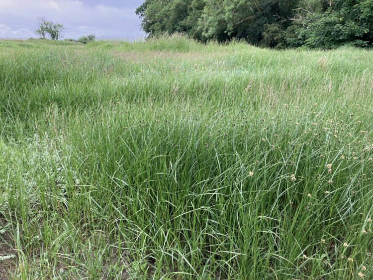 habitat