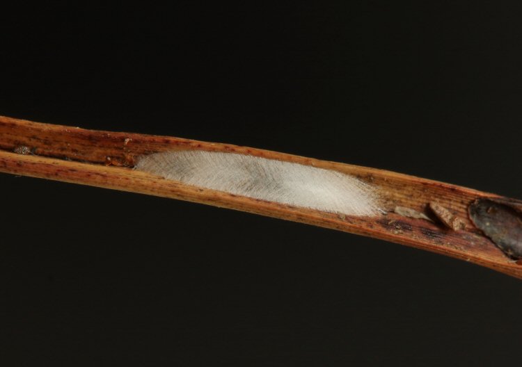 cocoon