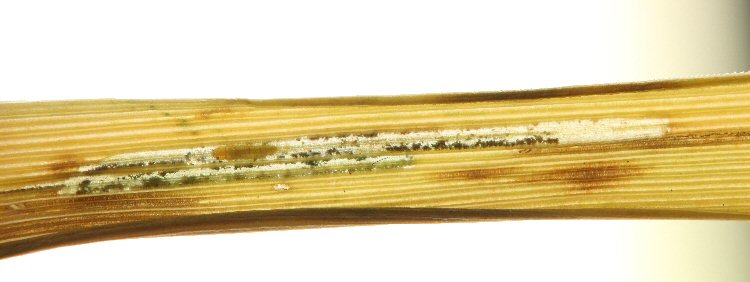 larva in mine