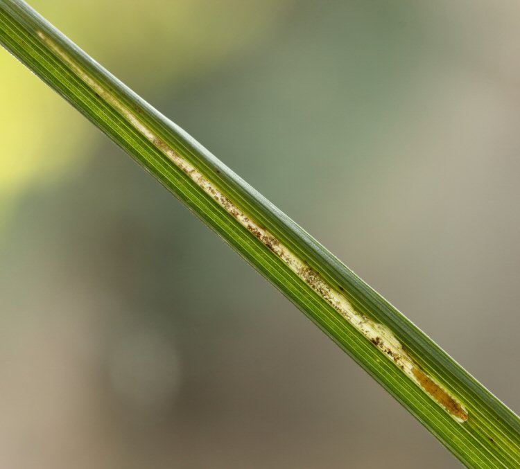 larva