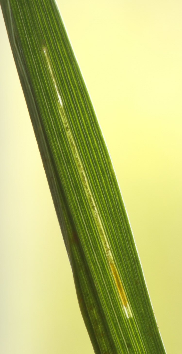 larva in mine