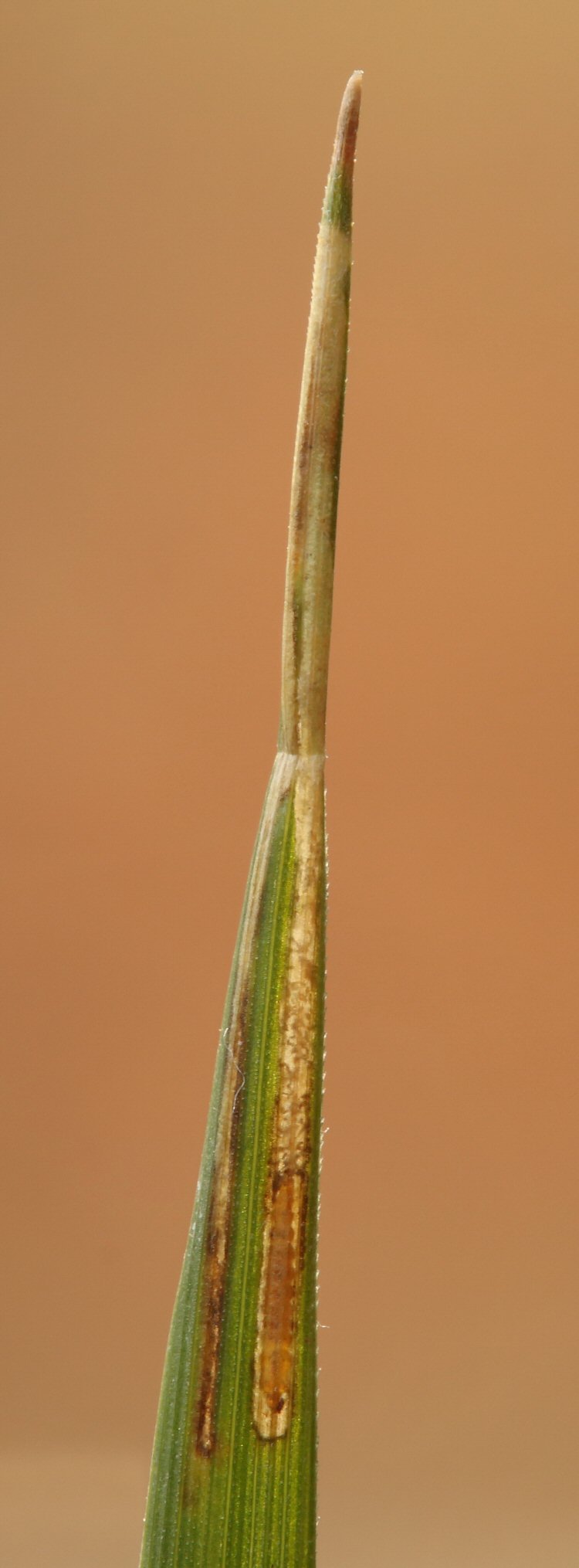larva in mine