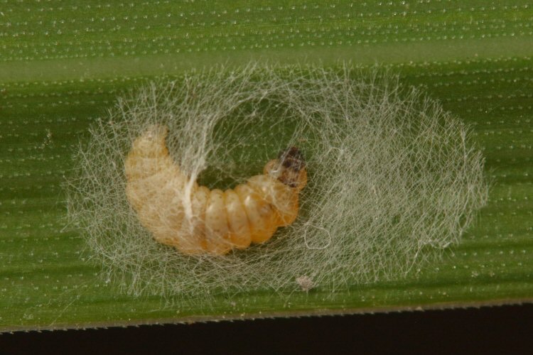 larva about to pupate
