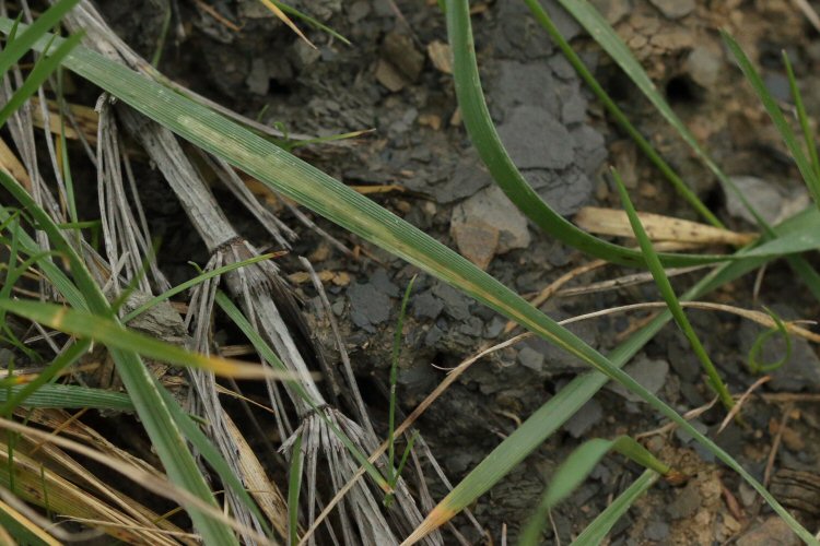 mine in the field