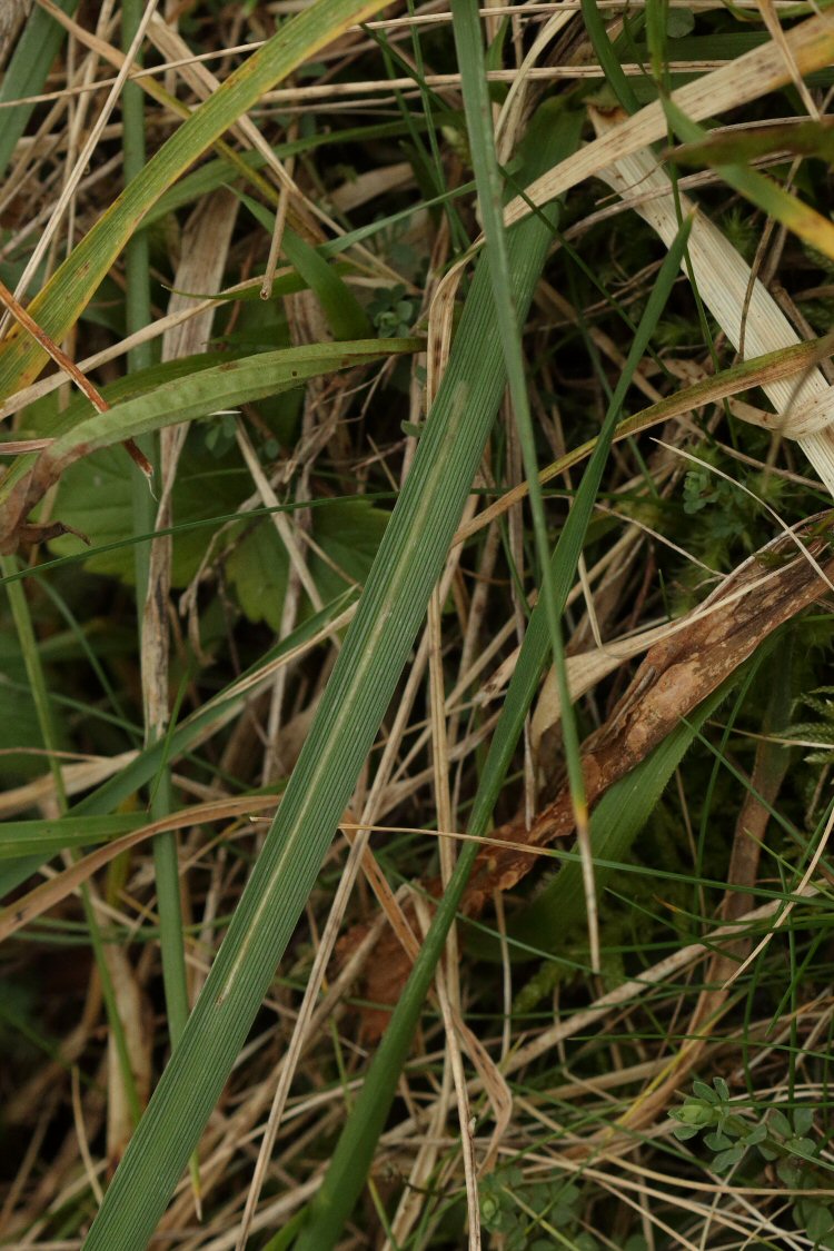 mine in the field