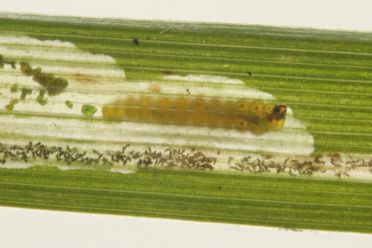 larva in mine