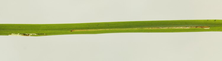 two mines in a leaf