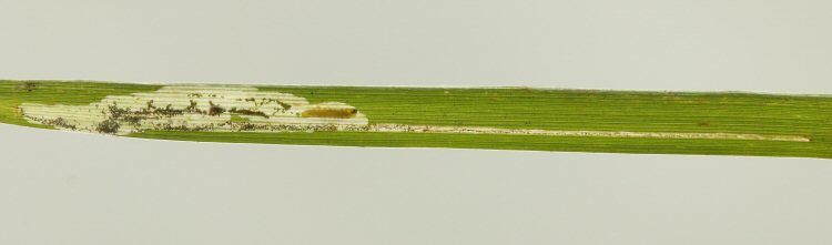 larva in mine