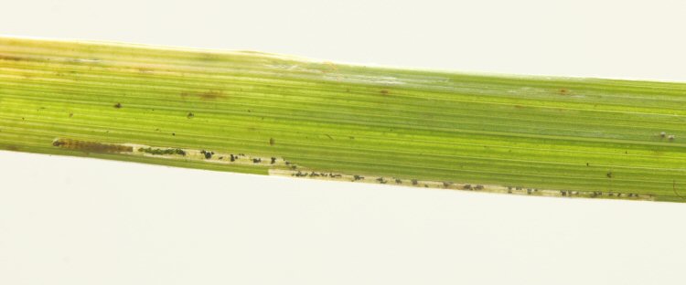larva in mine