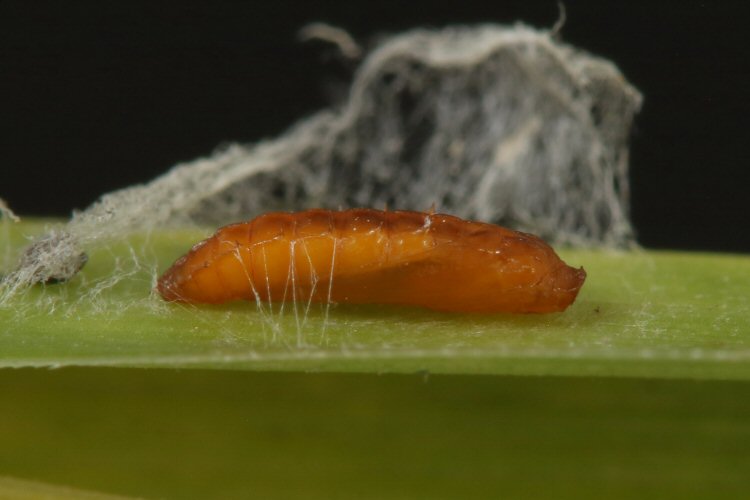 pupa