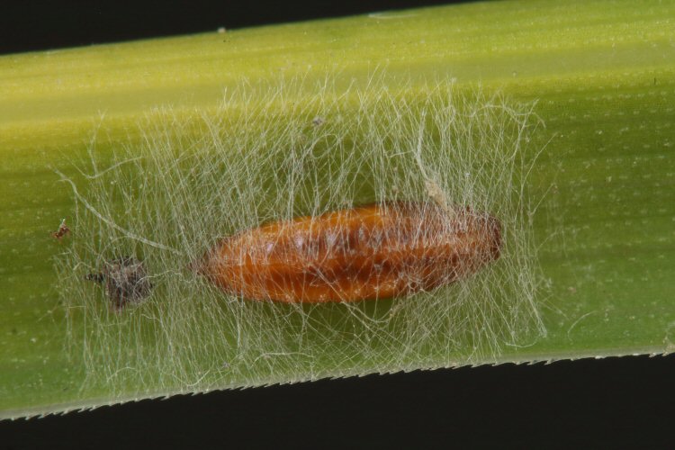 cocoon forming