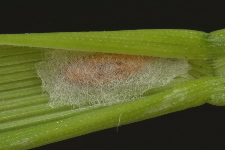 cocoon