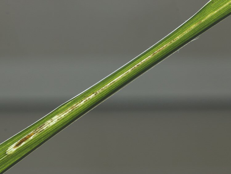 larva in mine
