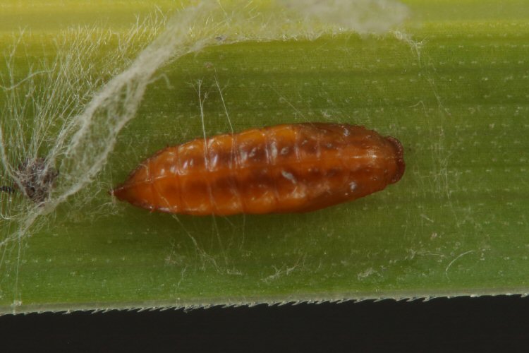 pupa dorsal view