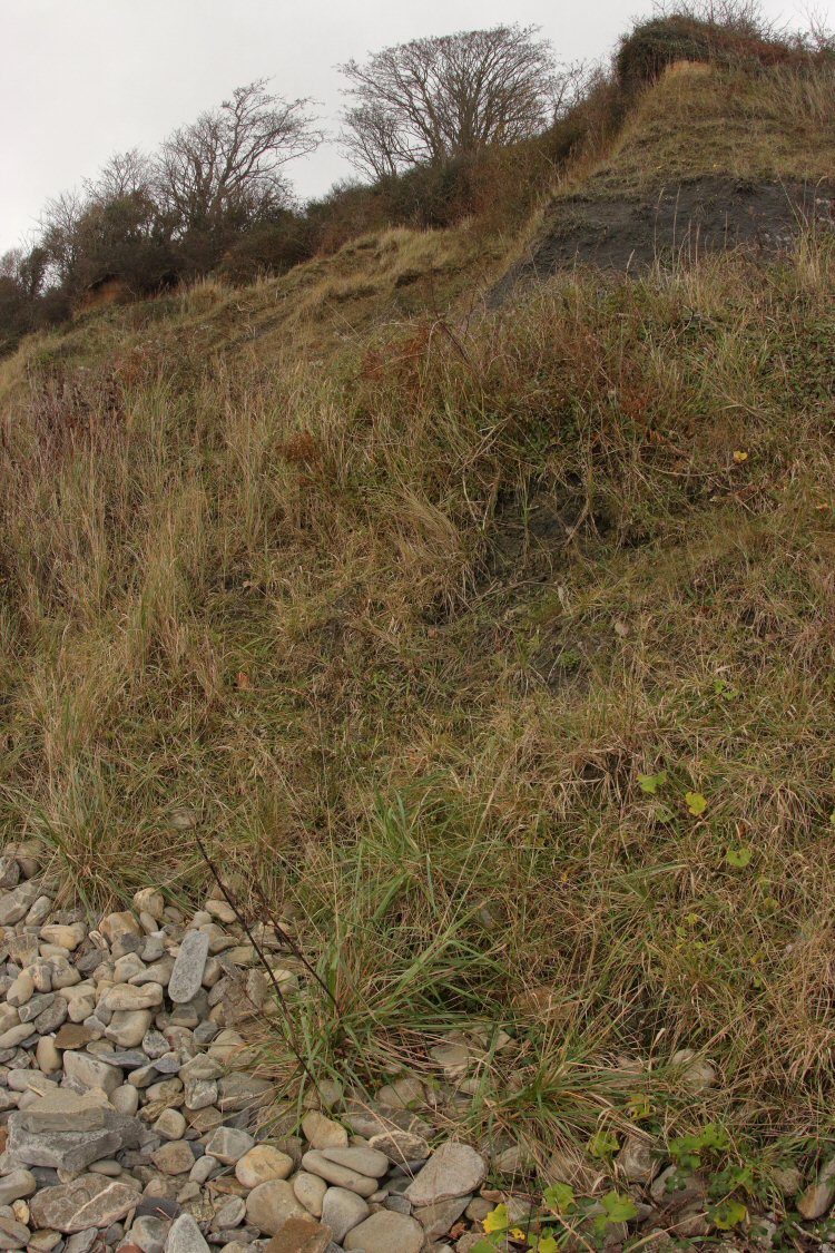 habitat